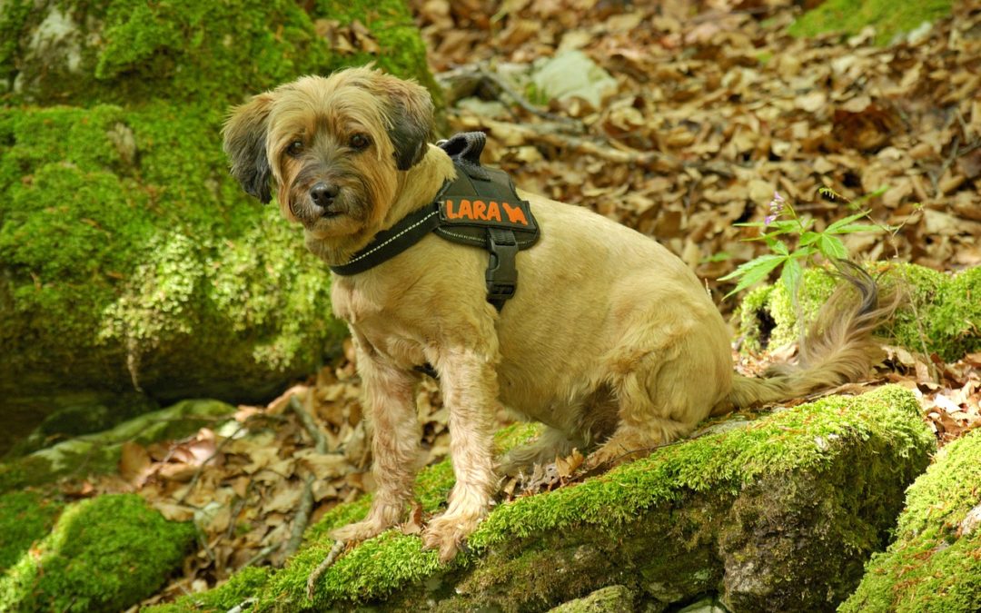 Les habitudes du chien : comprendre le mode de vie de l’espèce canine