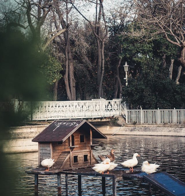 Construire un nichoir respectant l’environnement pour Canard