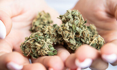 Quels sont les avantages réels de consommer du CBD Périgny pour votre équilibre naturel ?