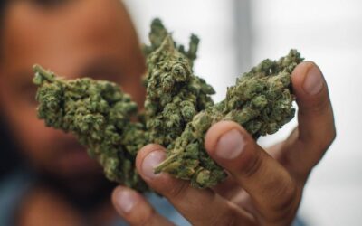 Pourquoi La Rochelle devient-elle une référence incontournable pour acheter du CBD de qualité ?