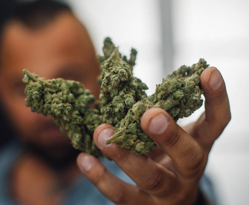 Pourquoi La Rochelle devient-elle une référence incontournable pour acheter du CBD de qualité ?